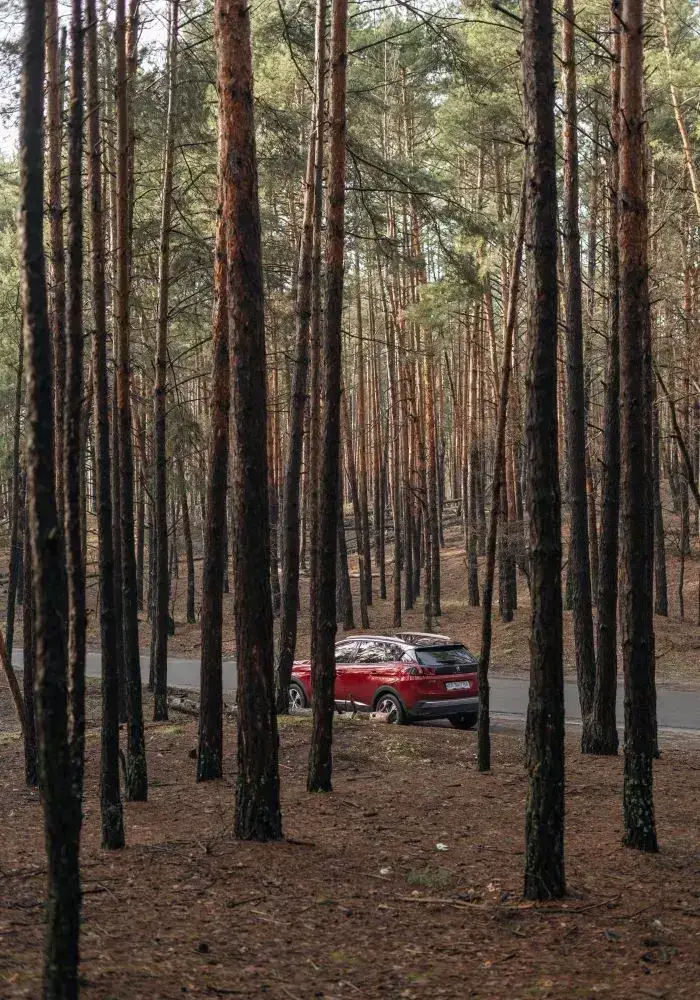 Umweltbelastungen durch Kühlmittel Das Bild zeigt ein Auto, welches durch den Wald fährt, um symbolisch die Umweltauswirkungen zu vermitteln.
